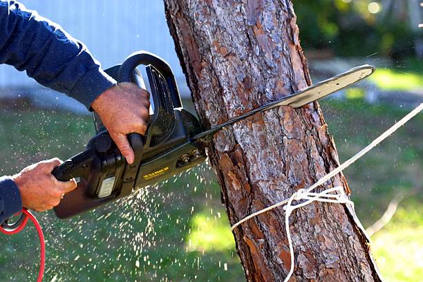 Best Tree and Shrub Care  in Avon, OH