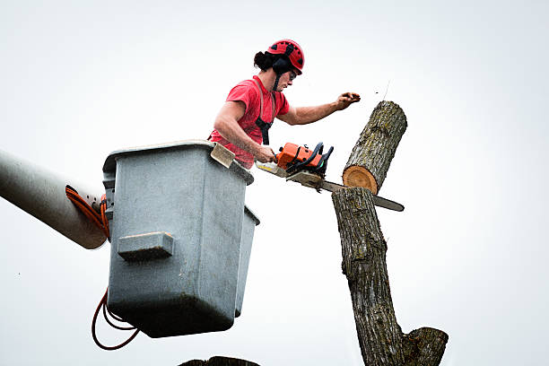 Best Hedge Trimming  in Avon, OH